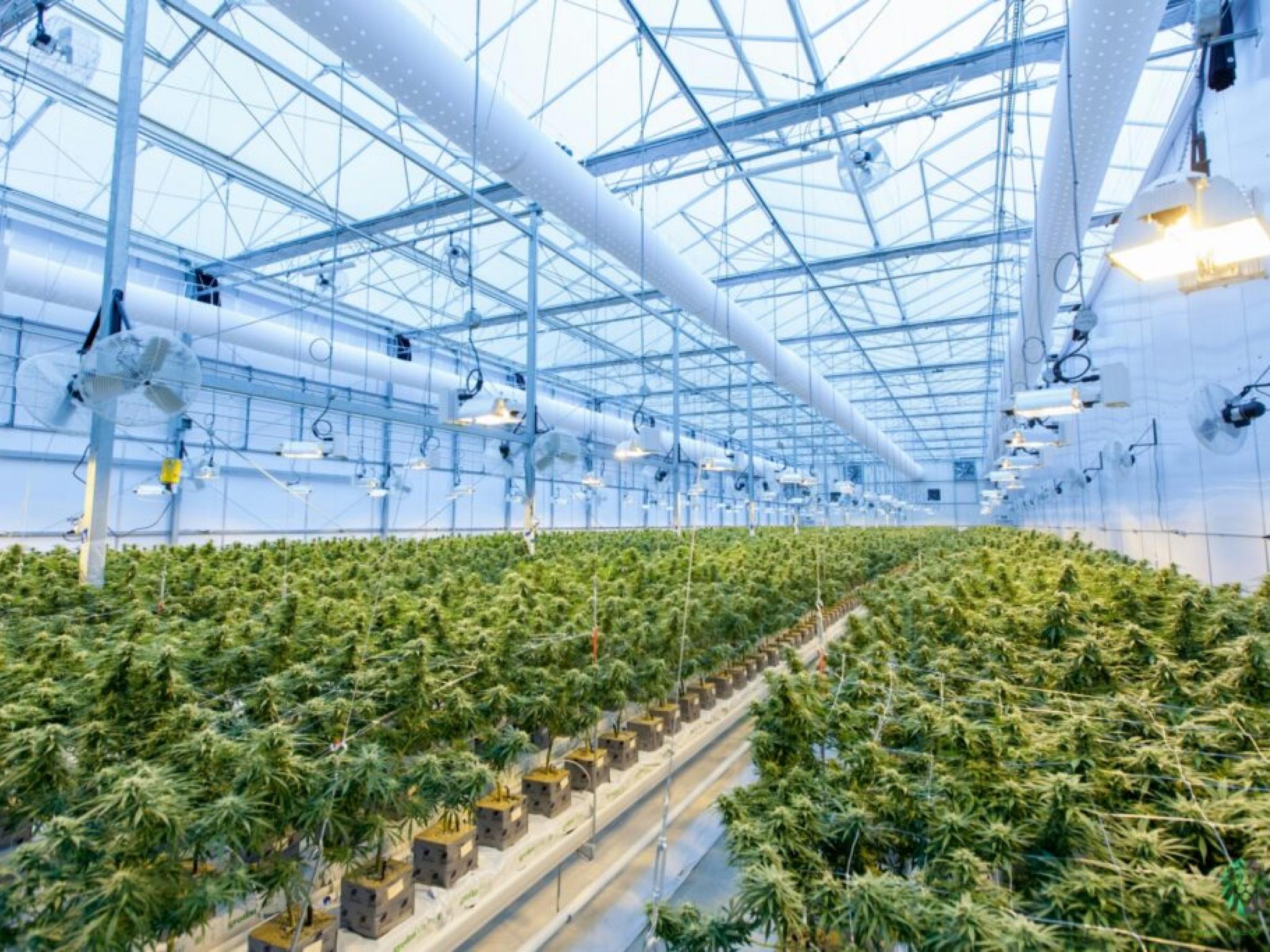 Ancillary Cannabis Co.’s Stock Surges On News Of Merger With California Provider Of CEA Products And Solution