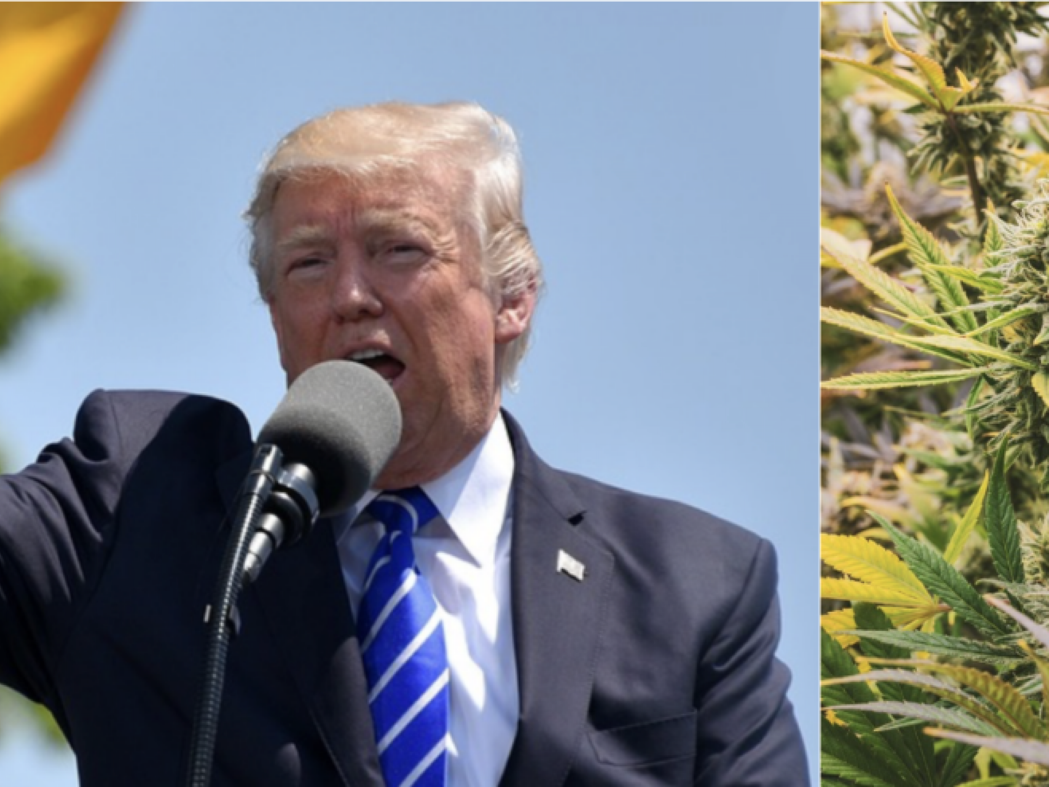 Cannabis Industry Leaders React To Trump Victory: Expect Changes